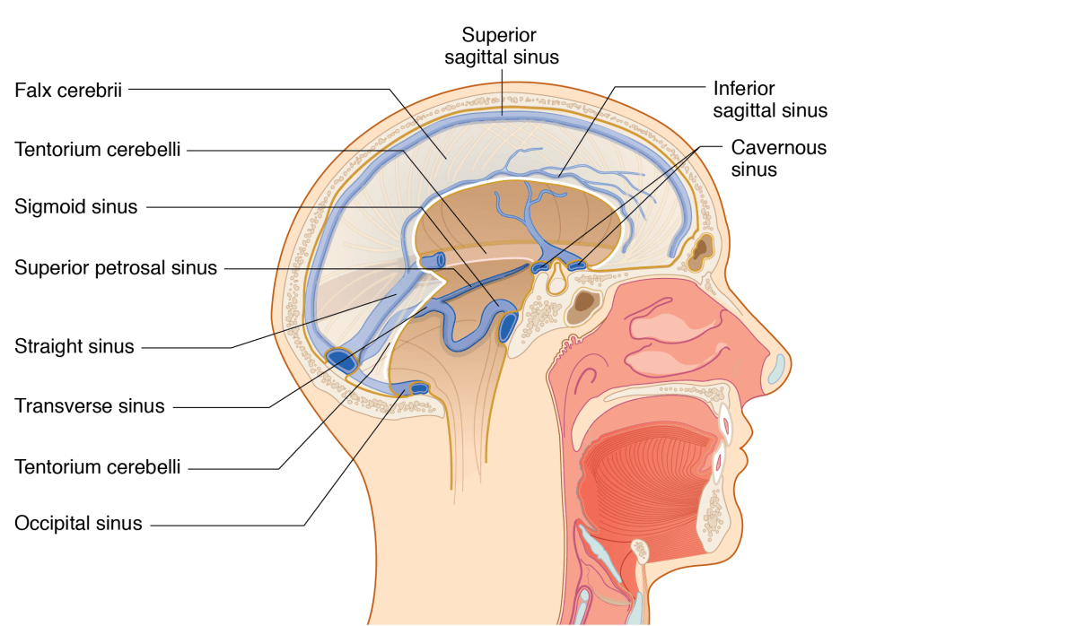 Neuroendocrine System Basicmedical Key