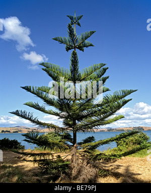 Norfolk Island Pine Araucaria Heterophylla Australian Pine Tree New