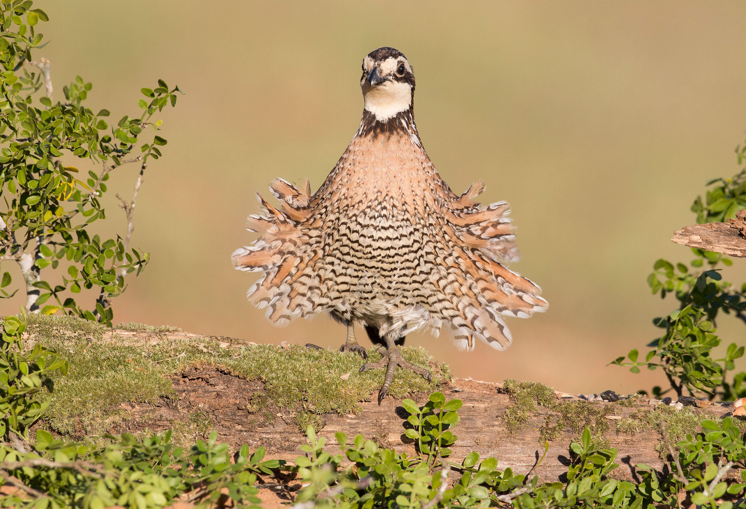 Northern Bobwhite Range Map All About Birds Cornell Lab Of Ornithology