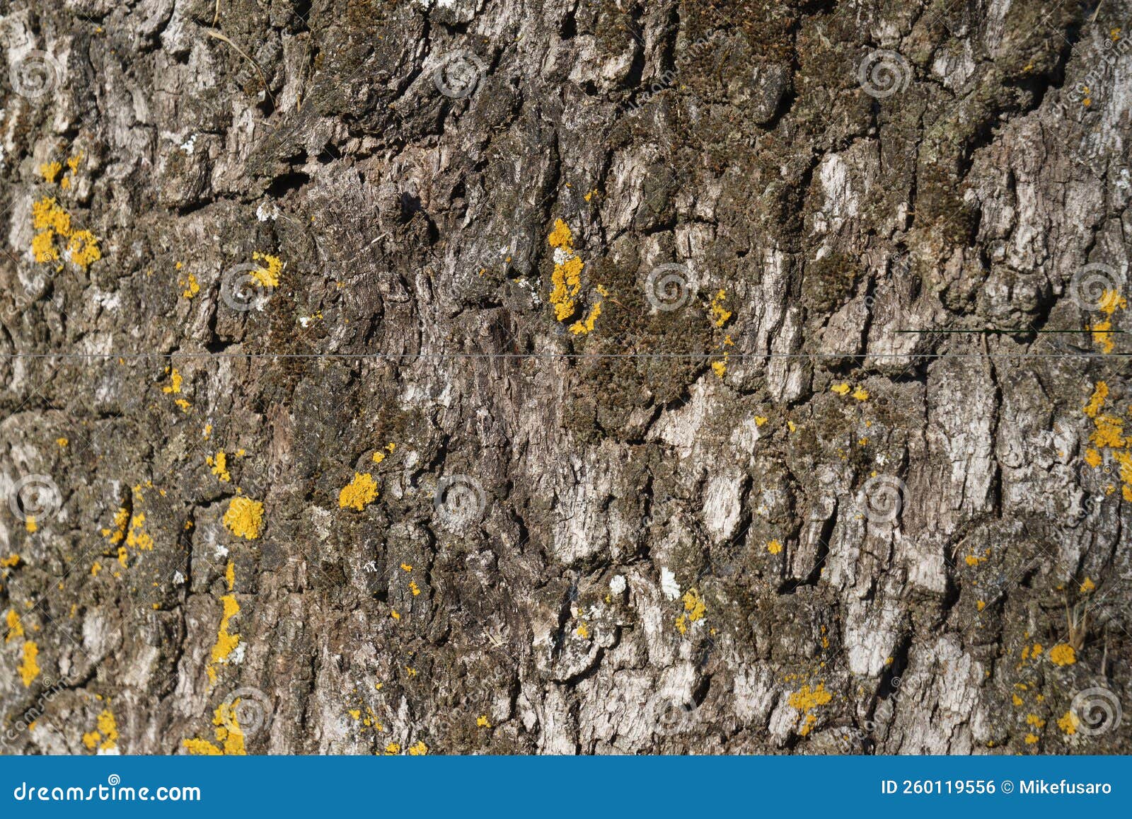 Oak Tree Bark Background Stock Photo Image Of Background 260119556