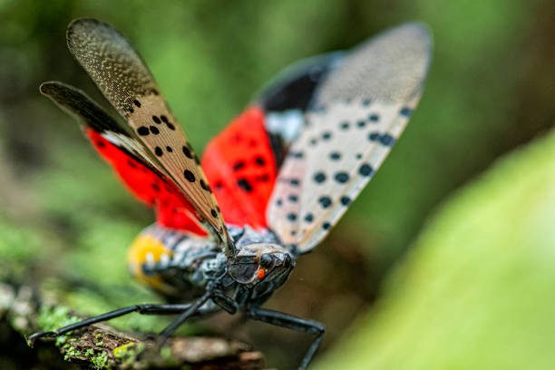 Ohio Expands Spotted Lanternfly Quarantine To 11 Counties Country Herald