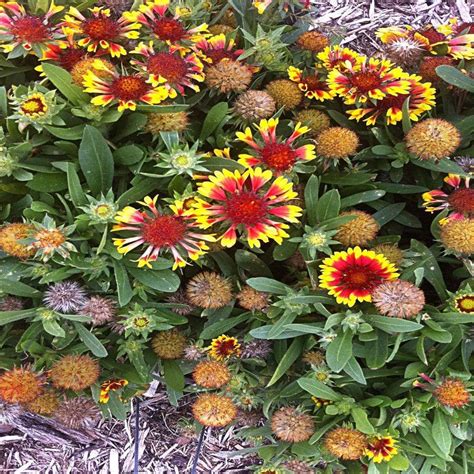 Onlineplantcenter 1 Gal Arizona Sun Blanket Flower Plant G3076cl The