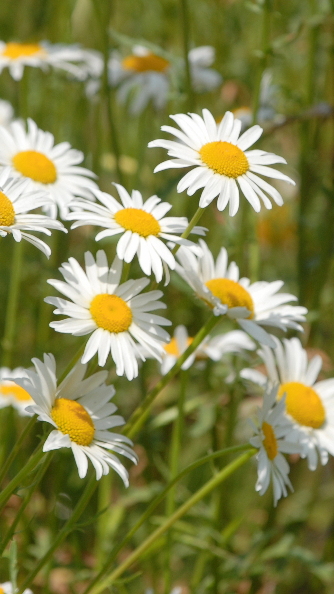 Oxeye Daisy: A Gardener's Guide To Effective Weed Control