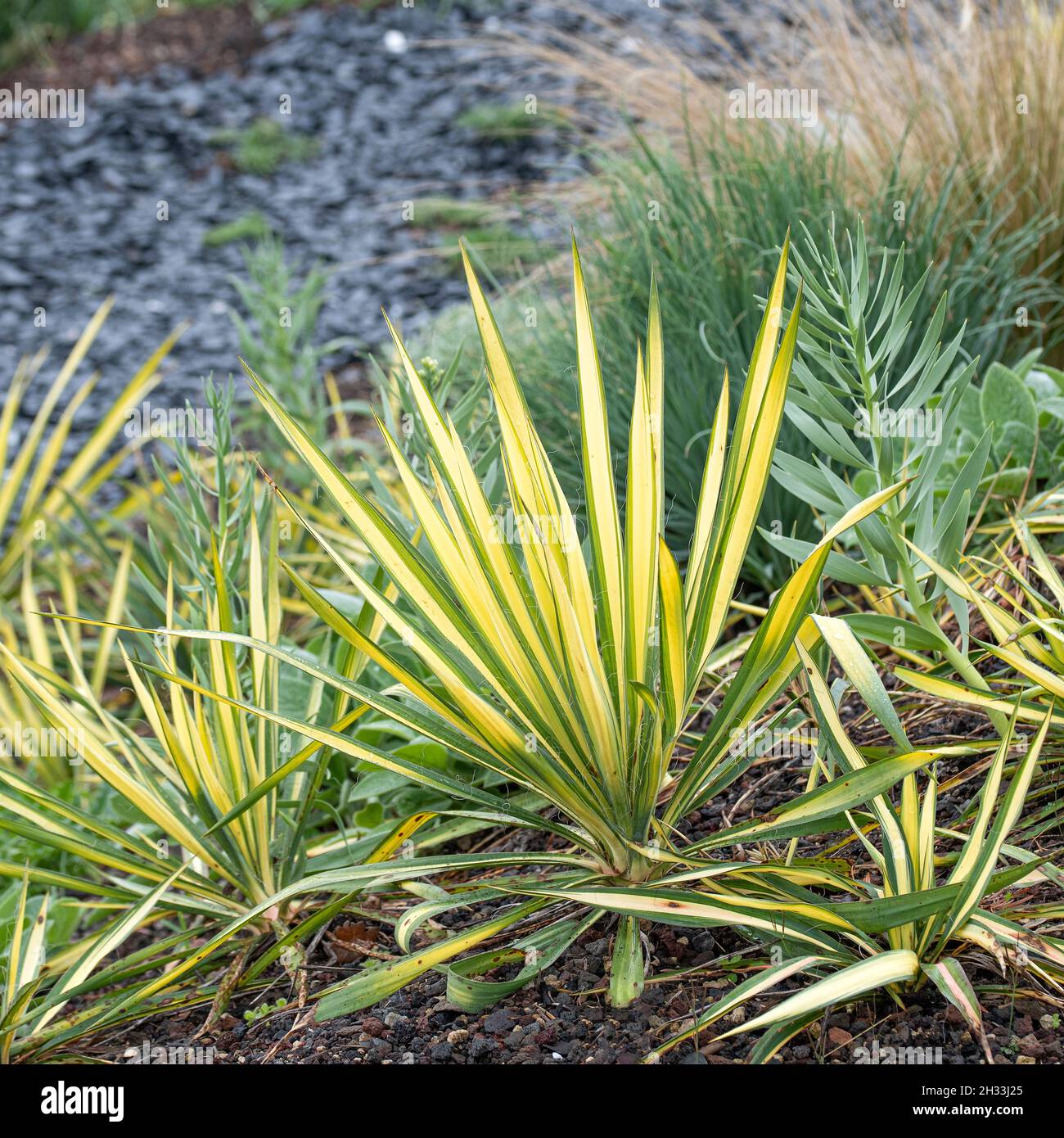 Palmlilie Yucca Filamentosa Sch Nste Stauden Expertenwissen