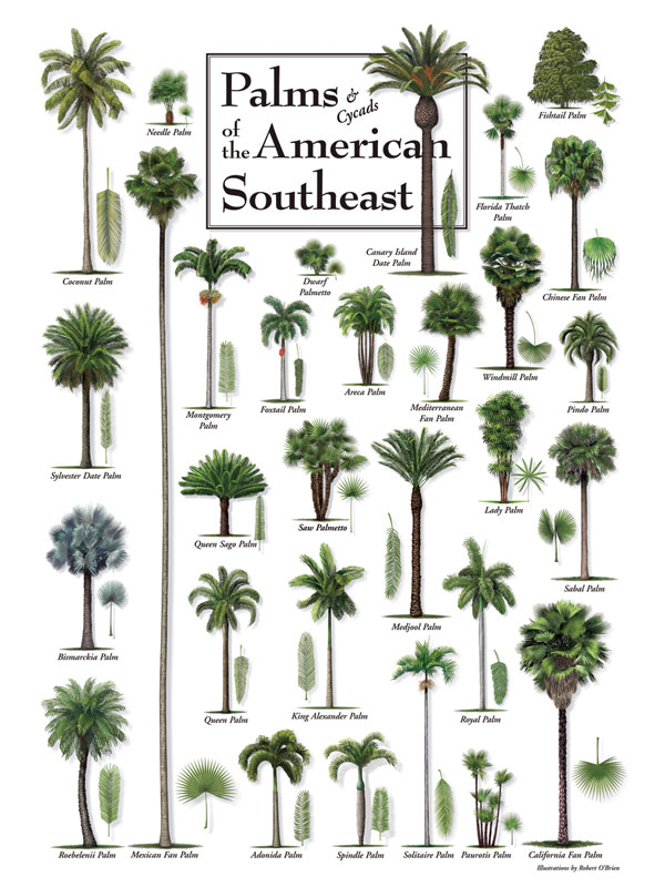 Palms Of The American Southeast