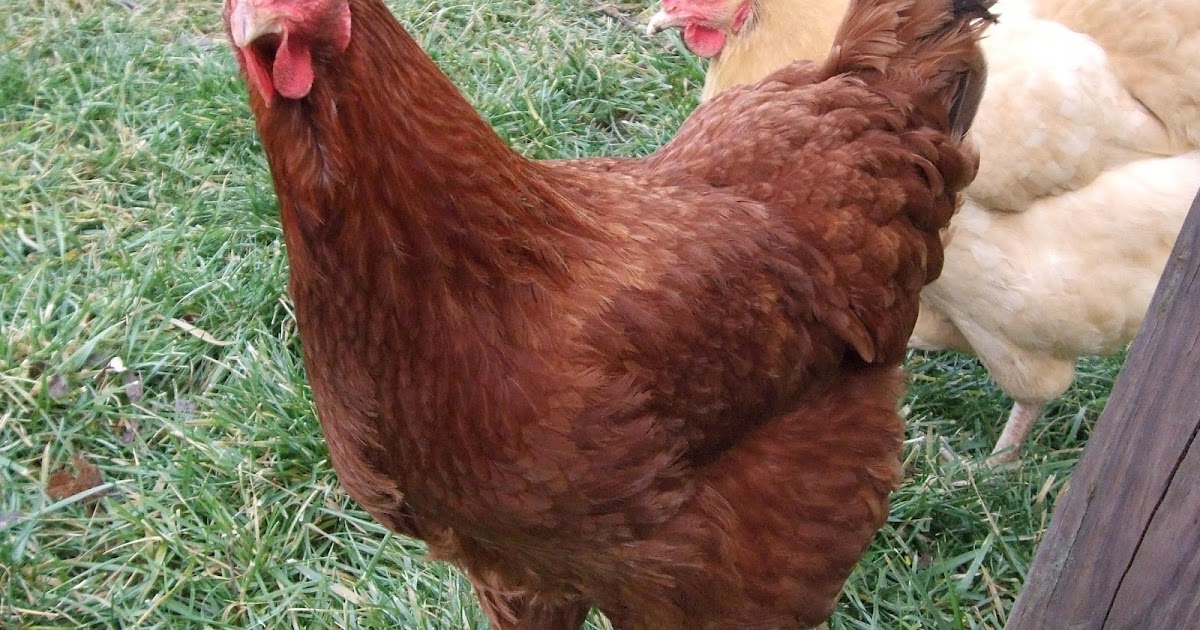 Pam S Backyard Chickens Breed Profile New Hampshire Red