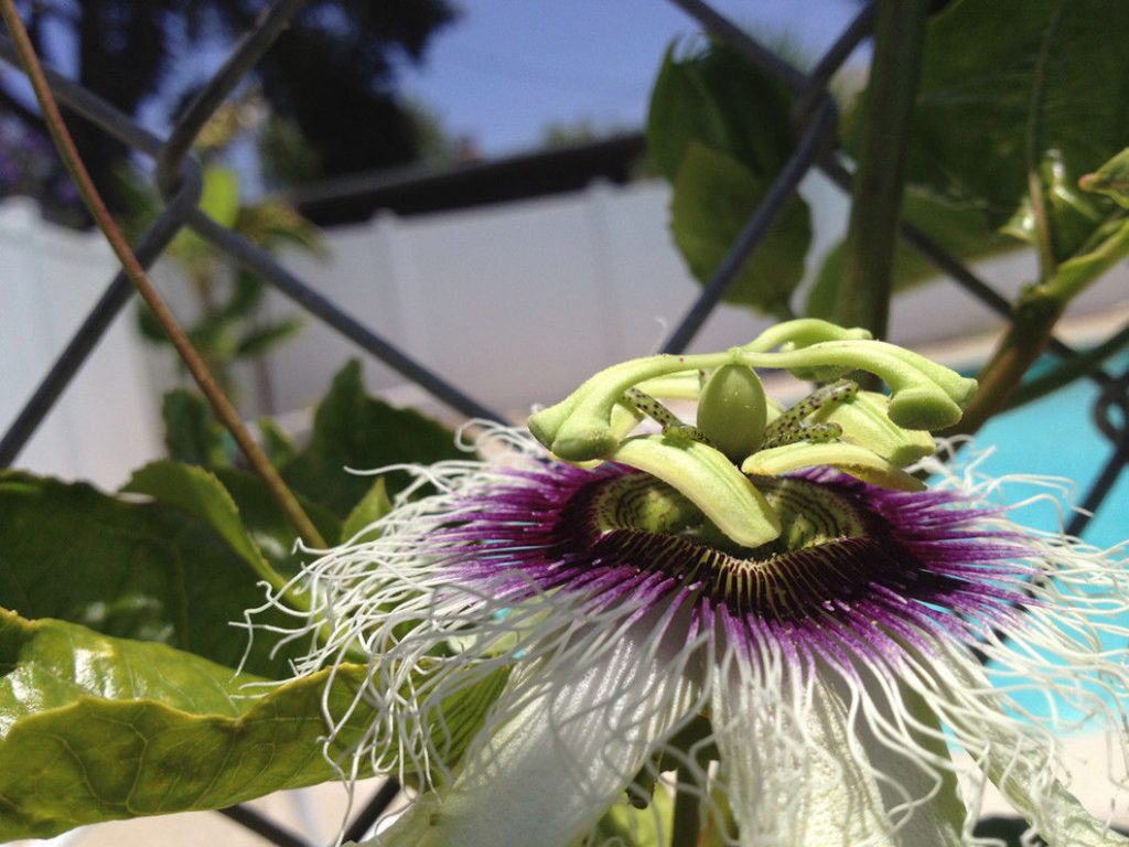 Passion Fruit Vine Passiflora Edulis Frederick Youtube