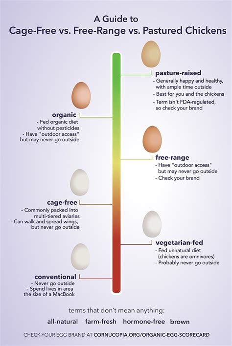 Pastureraised Vs Cagefree: Unlocking Eggcellent Nutritional Insights