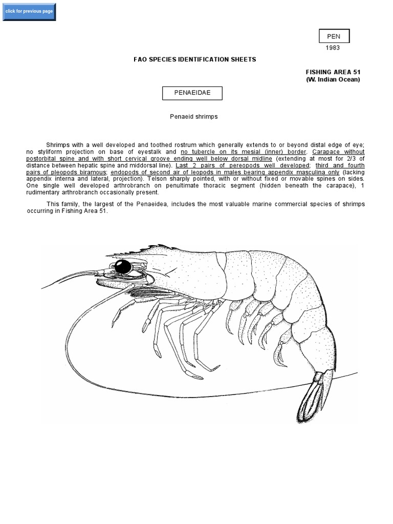 Pdf Fao Species Identification Guide For Fishery Purposes The Living