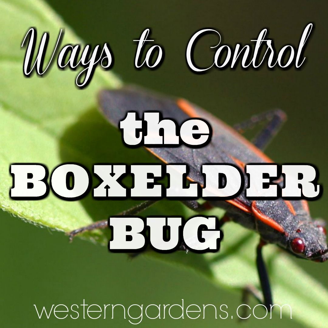 Pest Control The Annoying Box Elder Bug Western Garden Centers