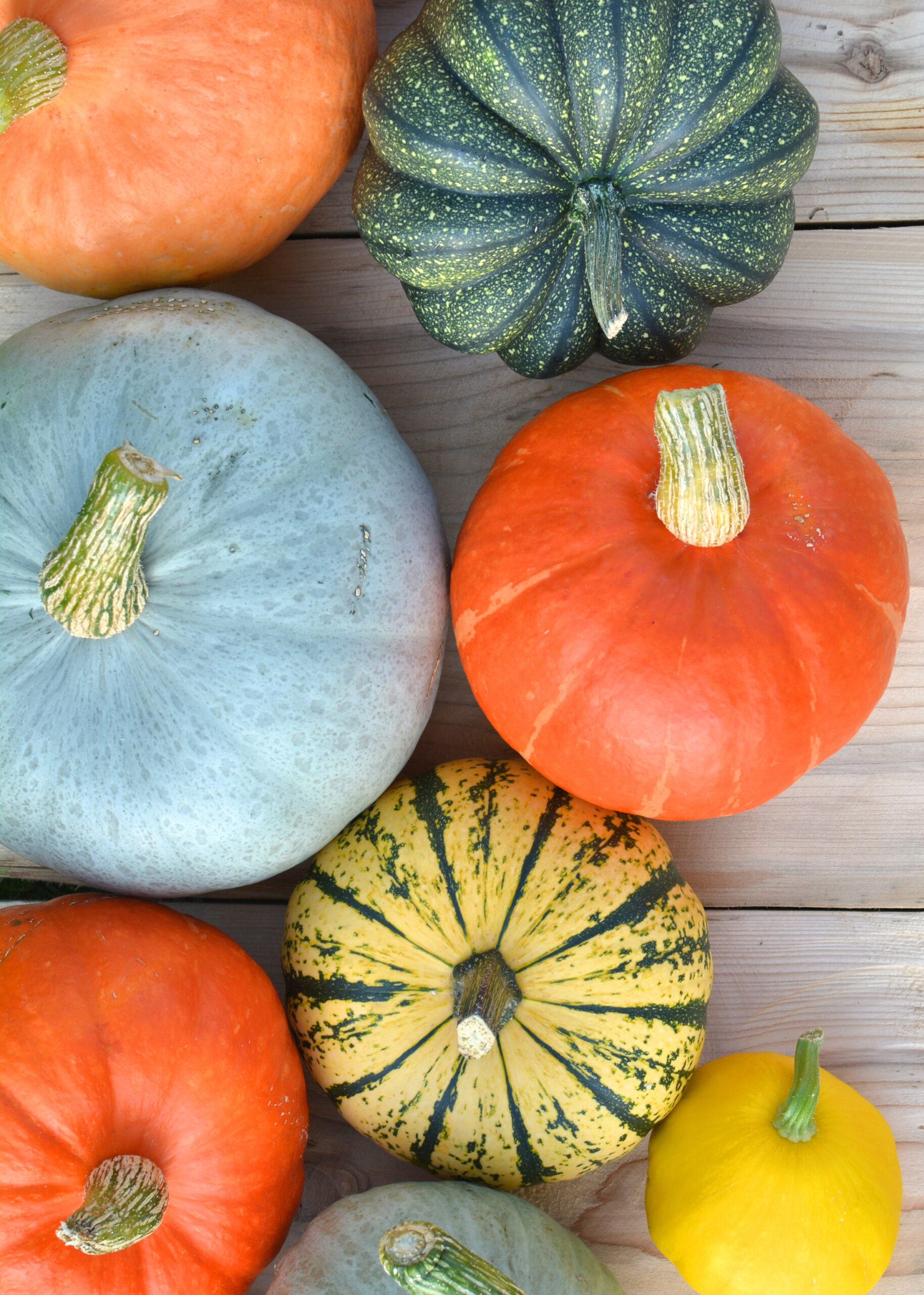 Photo Google Photos Squash Varieties Pumpkin Varieties Food Garden