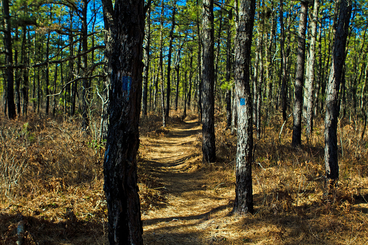 Pine Barrens Nj