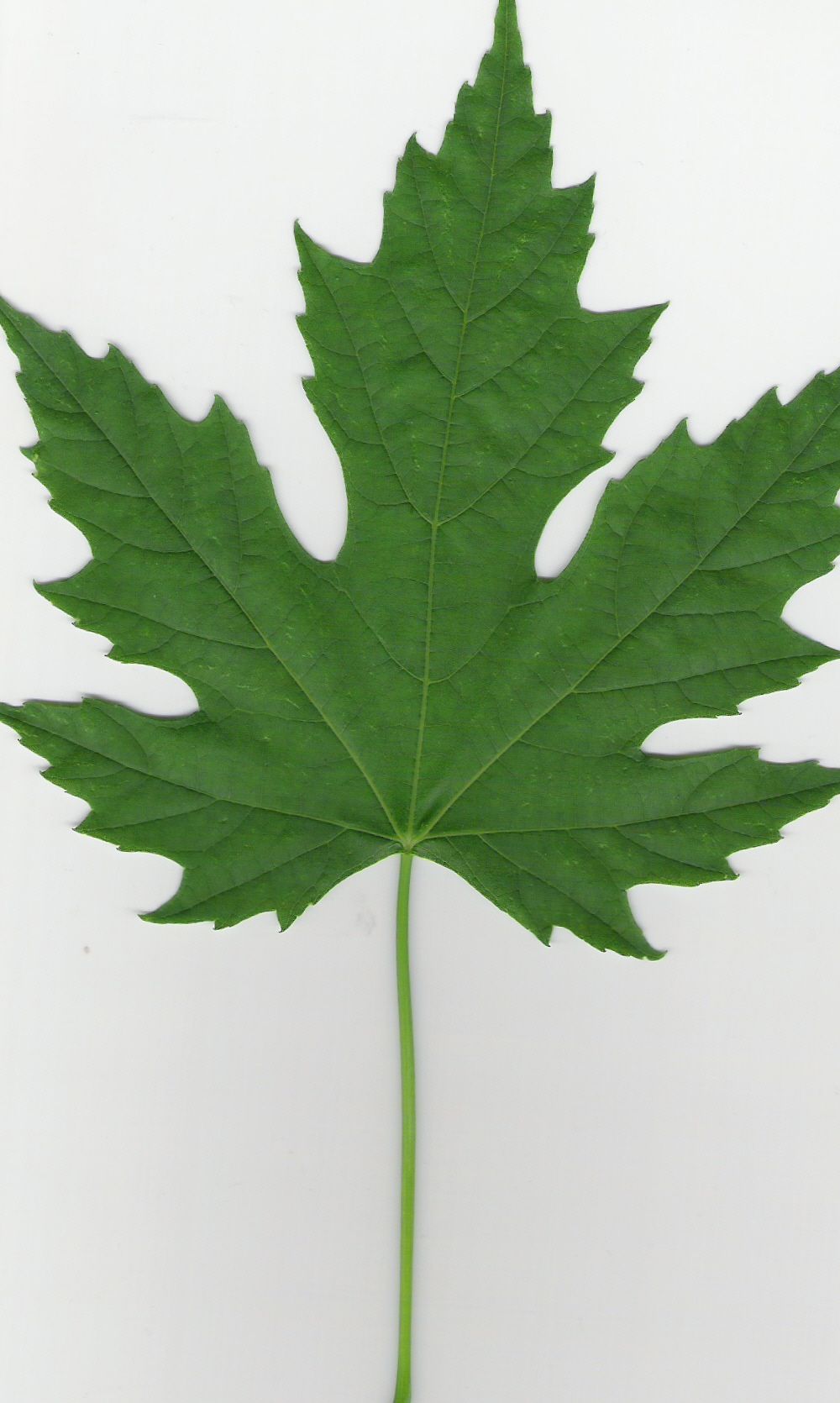 Plantfiles Pictures Silver Maple Soft Maple River Maple Silverleaf