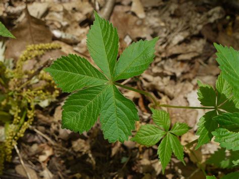 Poison Ivy Looks Similar To Virginia Creeper Identify That Plant