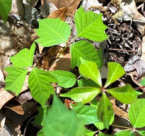 Poison Ivy Vs Virginia Creeper: Identify & Avoid Skin Irritation