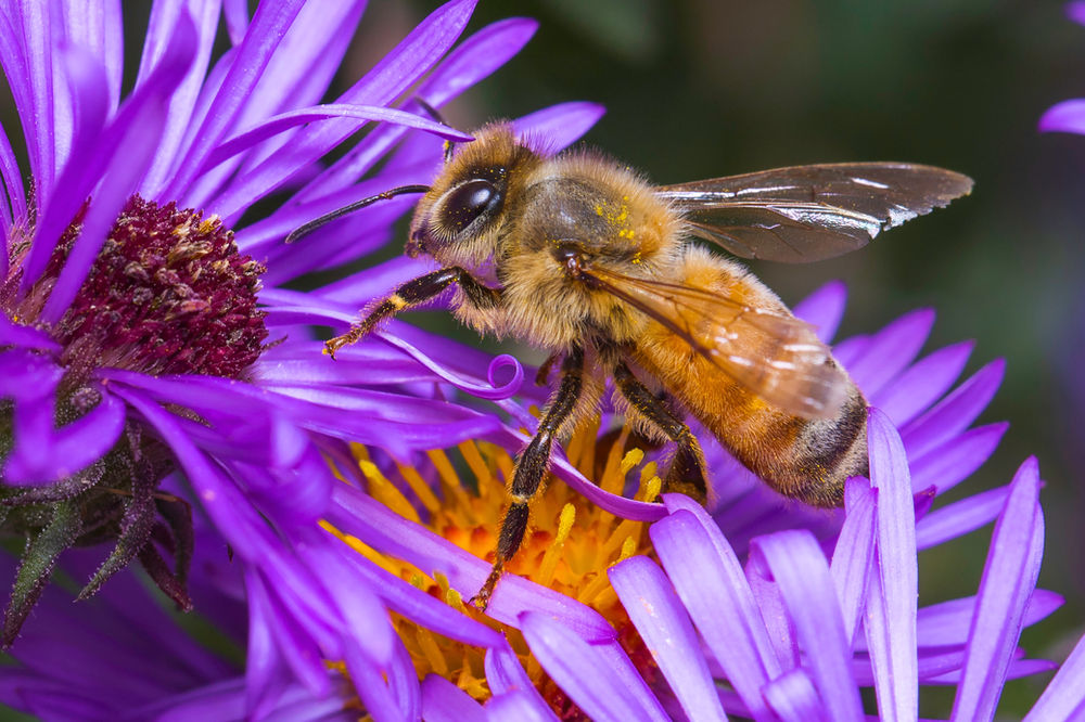 Pollinators 101 Everything You Need To Know Ecowatch