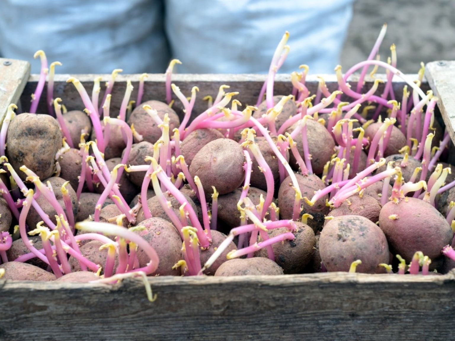 Potato Seed Potatoes