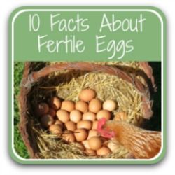 Pre Incubation All You Need To Know Before You Start Hatching Chicks