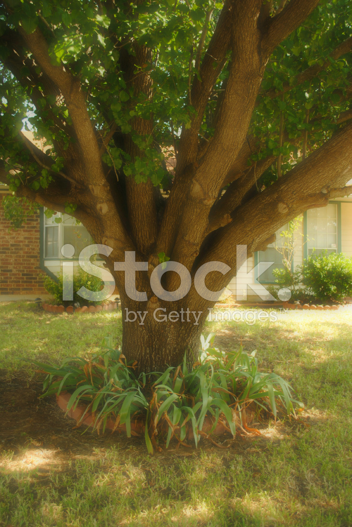 Premium Ai Image Exploring The Mystique Of Tree Bark Captivating Oak