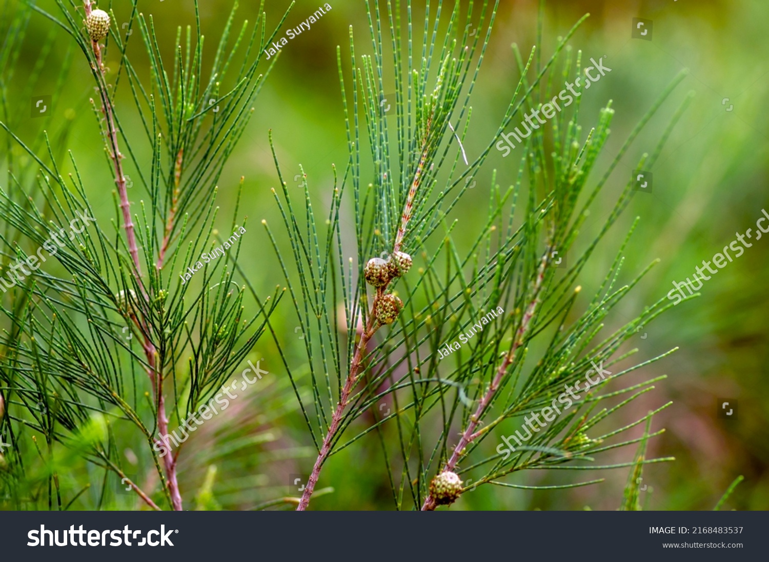 Premium Photo Cemara Udang Australian Pine Tree Whistling Pine Tree