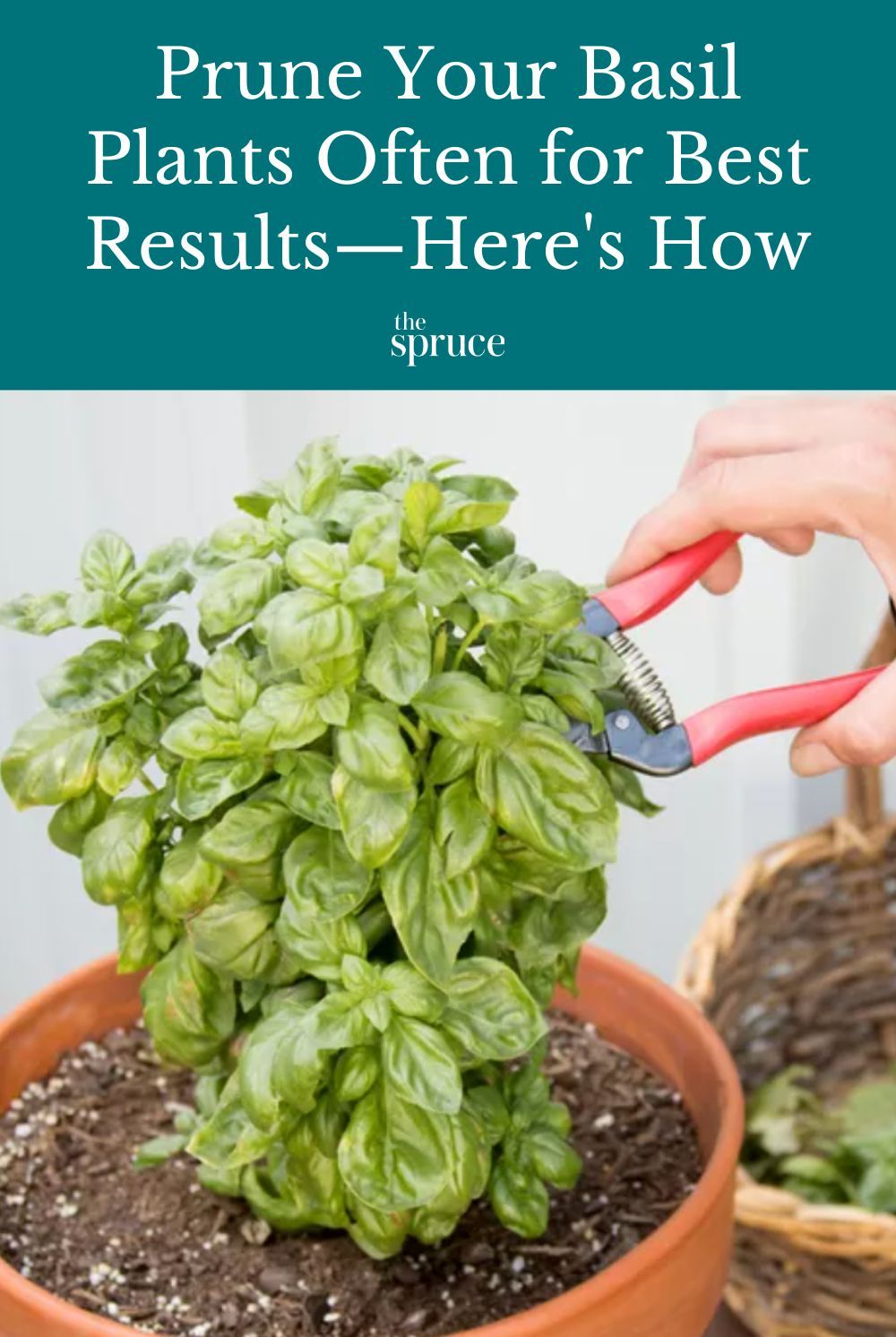 Prune A Basil Plant