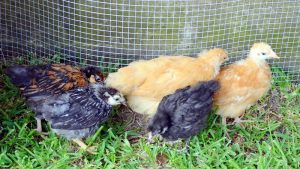 Pullet Chickens A Comprehensive Guide