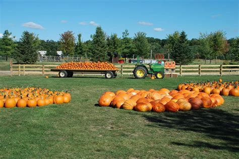 Pumpkins All Seasons Orchard