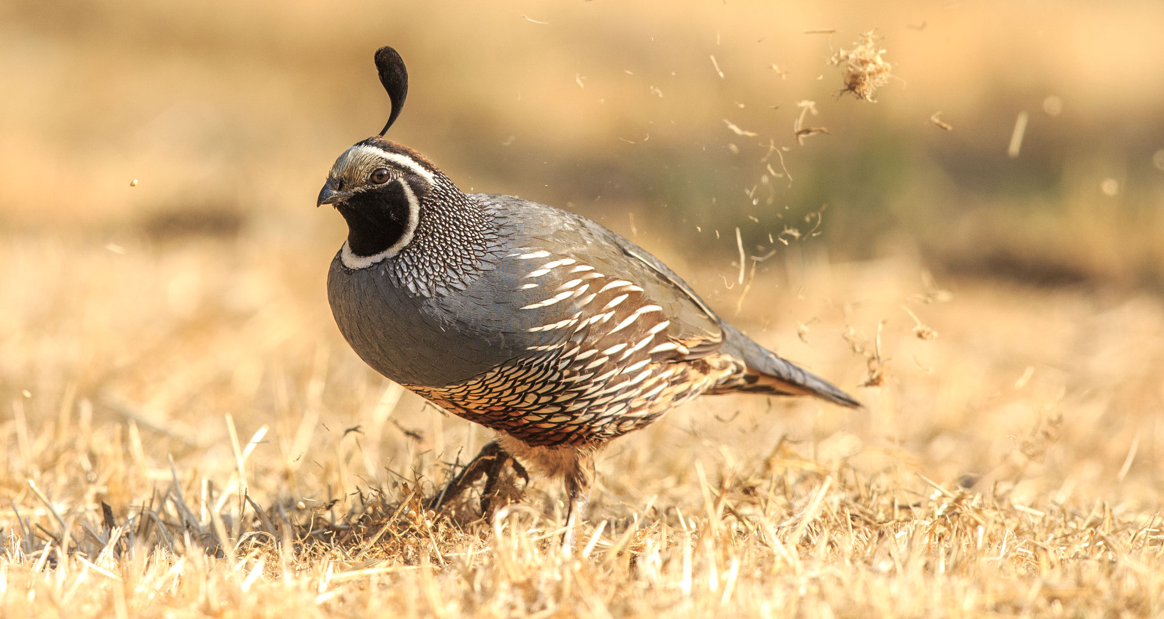 Quail In Spanish