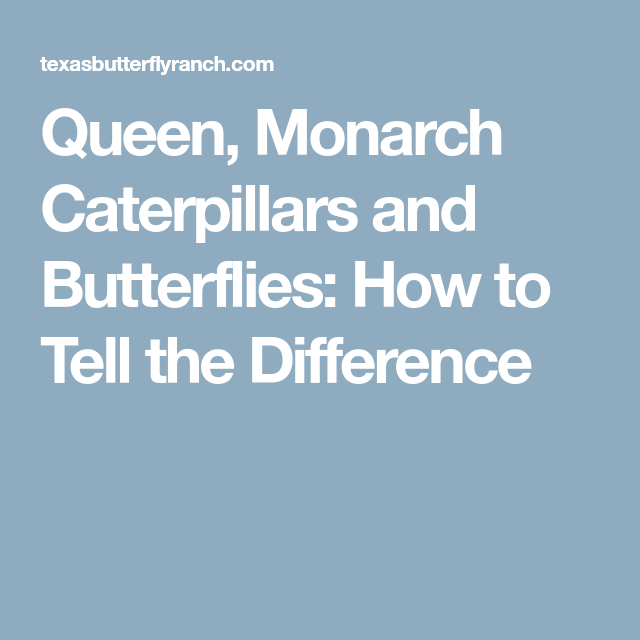 Queen Monarch Caterpillars And Butterflies How To Tell The Difference