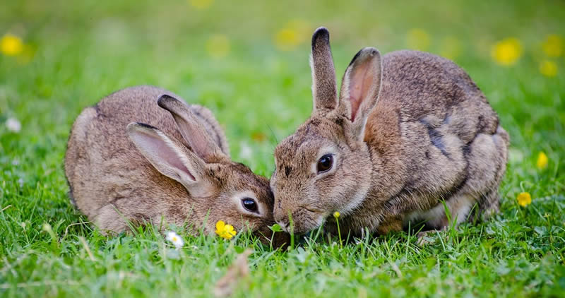 Rabbits For Food: A Comprehensive Guide To Sustainable Meat And Fur Farming