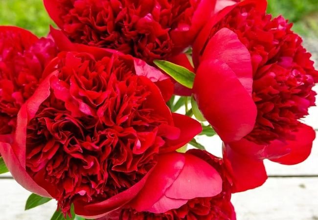 Red Peonies Growing And Caring For These Bold Blooms