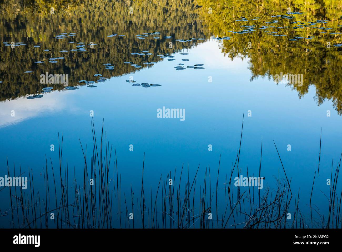 Reeds Lilly Pads And Reflections On Cascade Lake Lagoon In Moran State