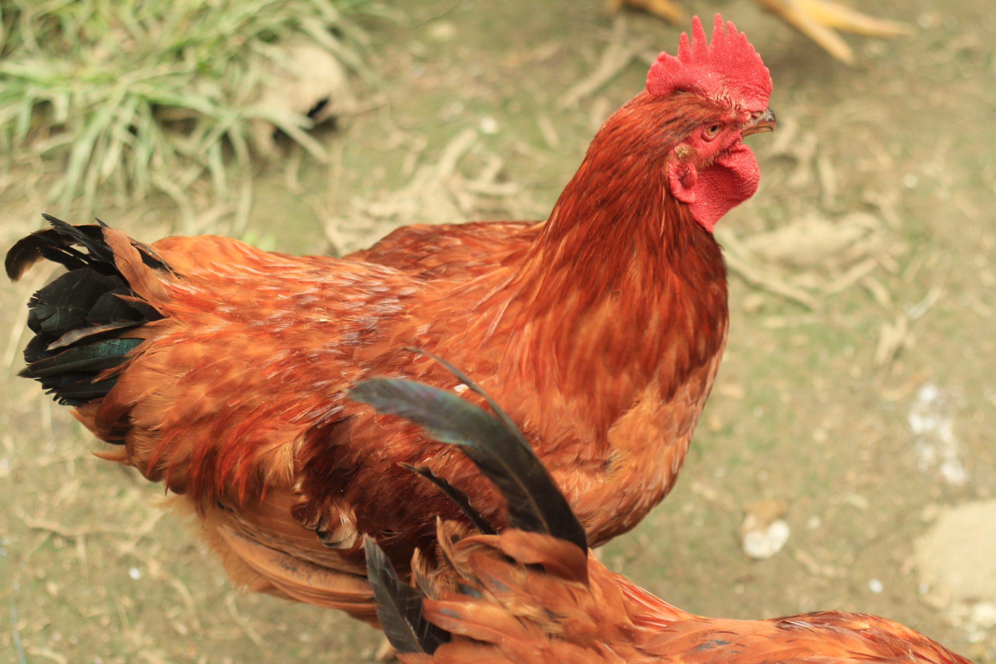 Rhode Island Or New Hampshire Red Backyard Chickens Learn How To