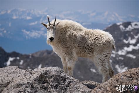 Rocky Mountain Wildlife Photography Bryan Maltais