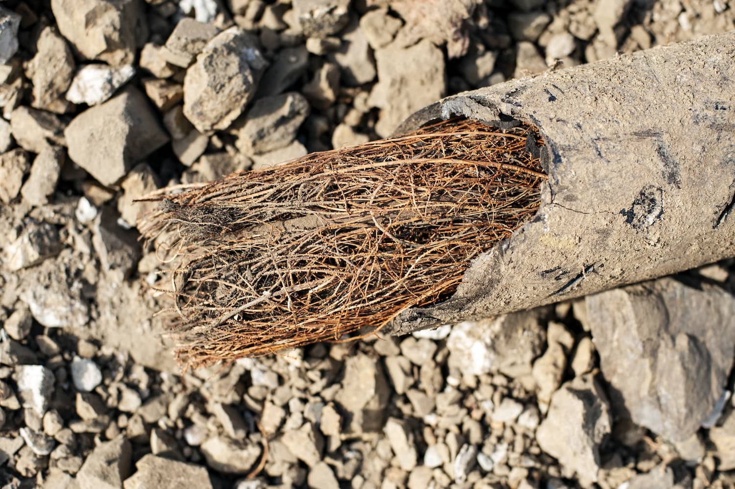 Roots In Sewer Line