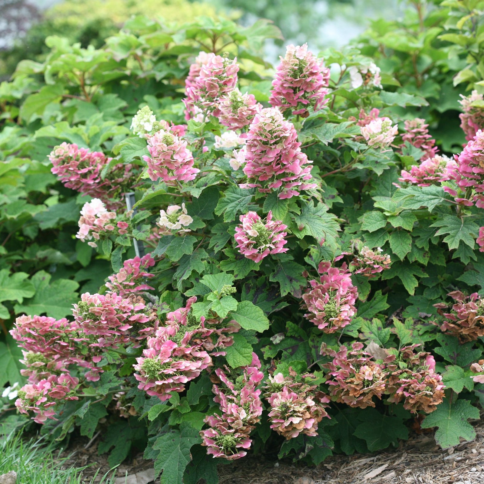 Ruby Slippers Hydrangea