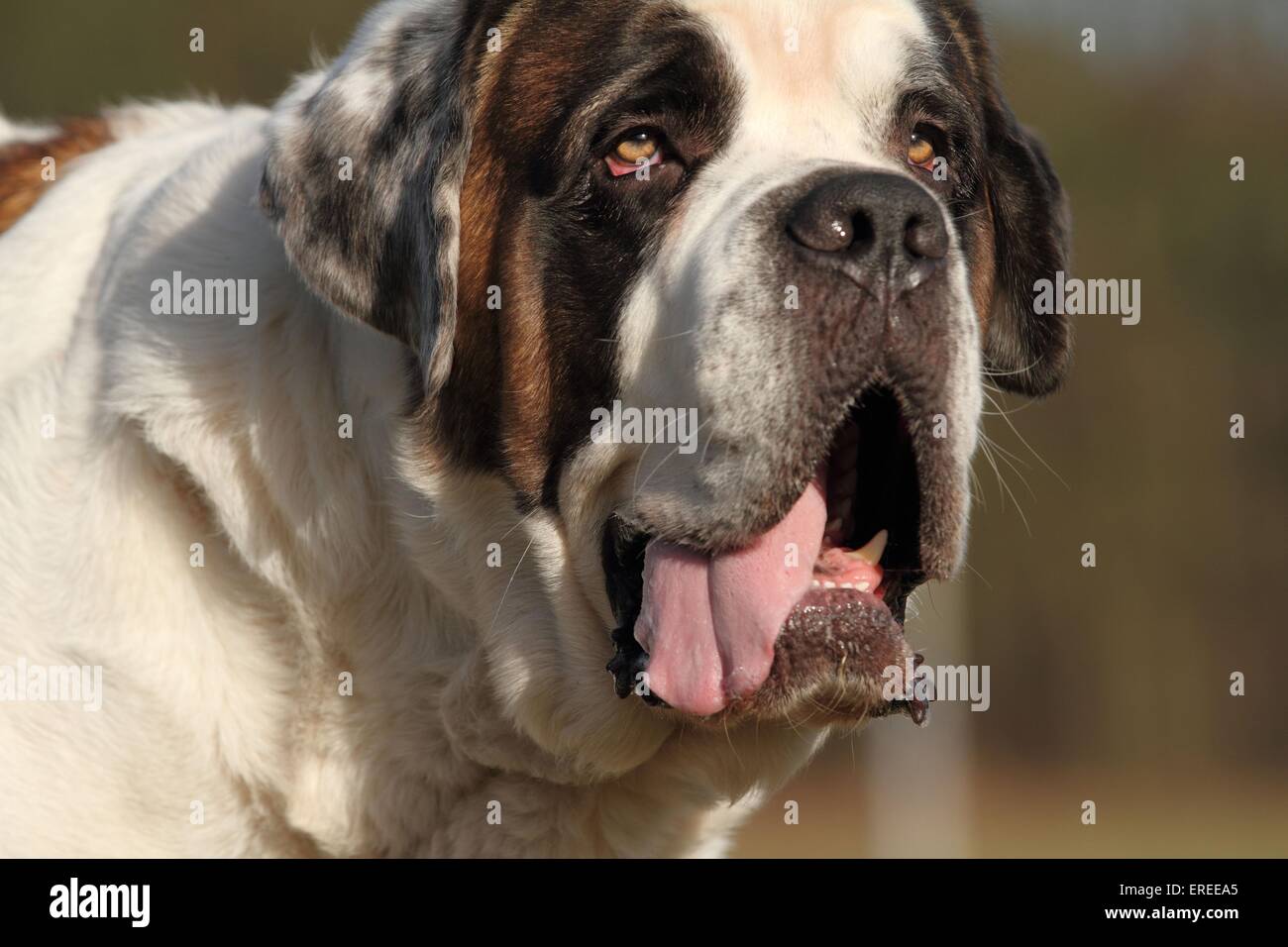 Saint Andrew Saint Scotland Hi Res Stock Photography And Images Alamy