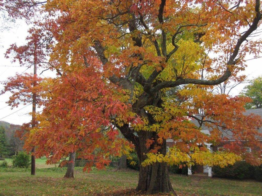 Sassafras Tree For Sale