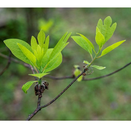 Sassafras Trees For Sale X2 Sassafras Albidum Plants Trees Roots To Buy