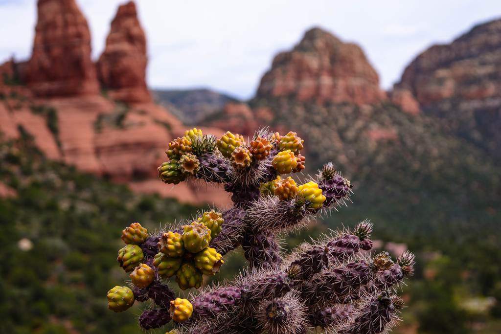 Sedona Chamber Of Commerce Visitor Center Visit Sedona