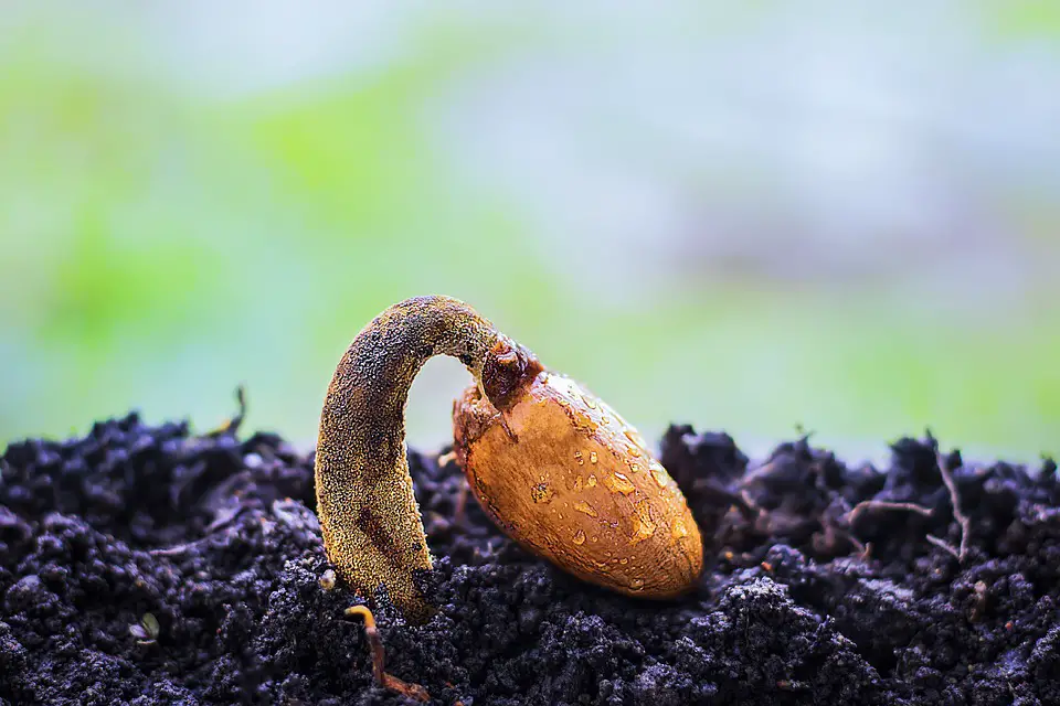 Seed Scarification 3 Ways To Increase Germination Okra In My Garden