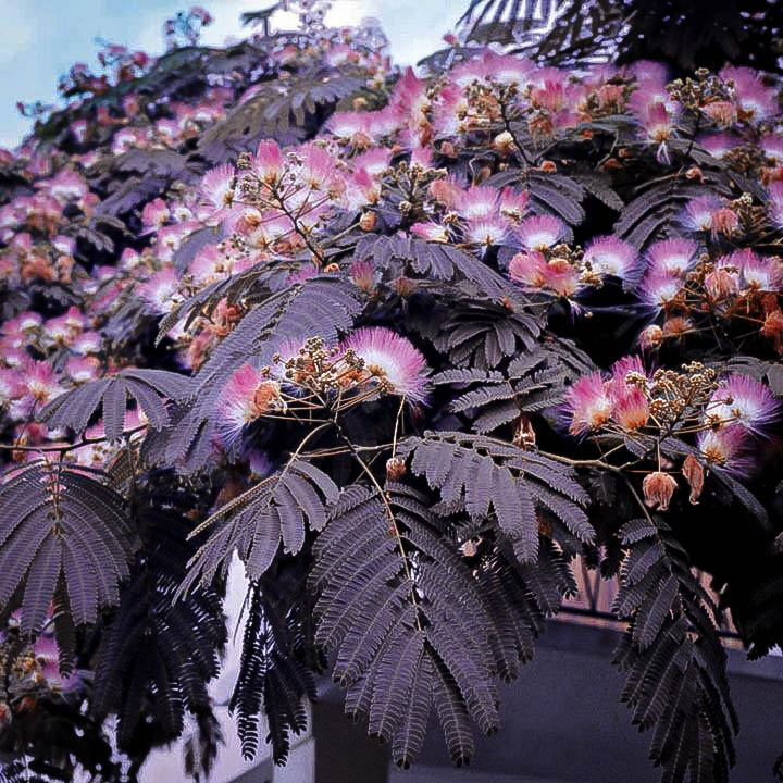 Silk Mimosa Tree