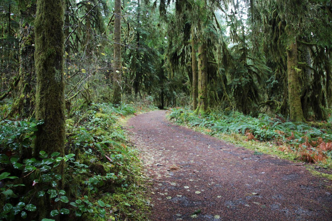 Silver Falls Backcountry Offers A Peaceful Forest Getaway Oregonlive Com