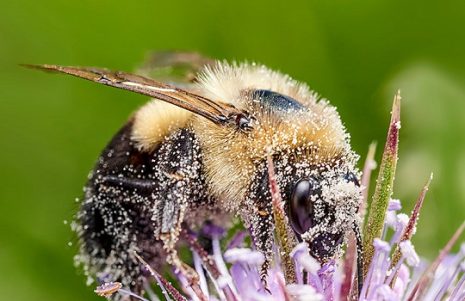 Six Facts About Pollinators You Won T Bee Lieve New Trail