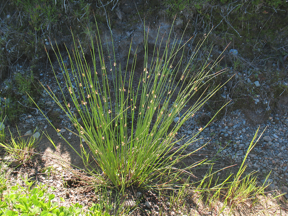 Soft Rush Juncus Effusus