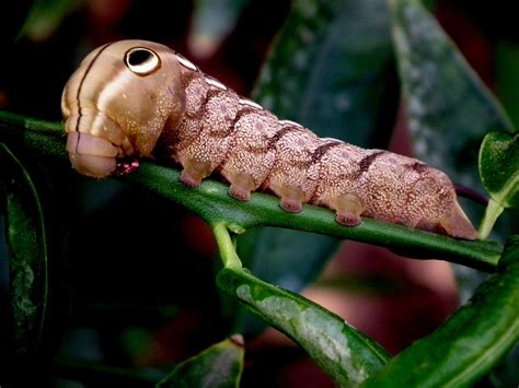 Sphinx Moth Caterpillar: Unveiling The Secrets Of This Fascinating Creature