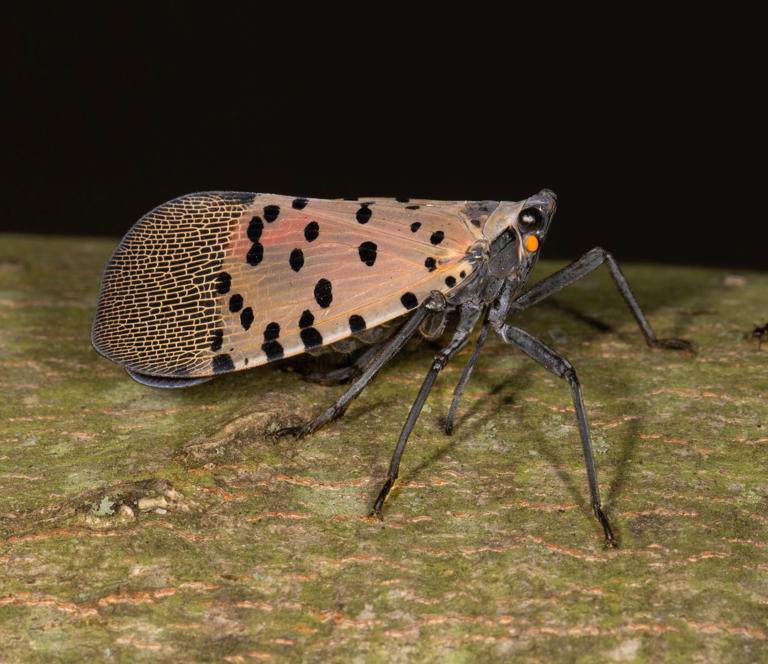 Spotted Lanternfly Ohio Counties Under Quarantine For Invasive Bug