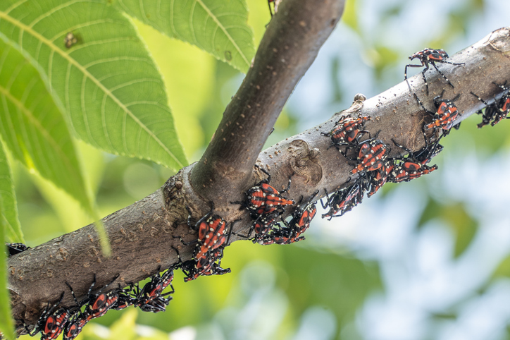 Spotted Lanternfly Ohio Quarantine