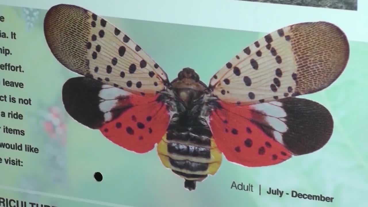 Spotted Lanternfly Permit Classes Offered In 14 Quarantined Counties