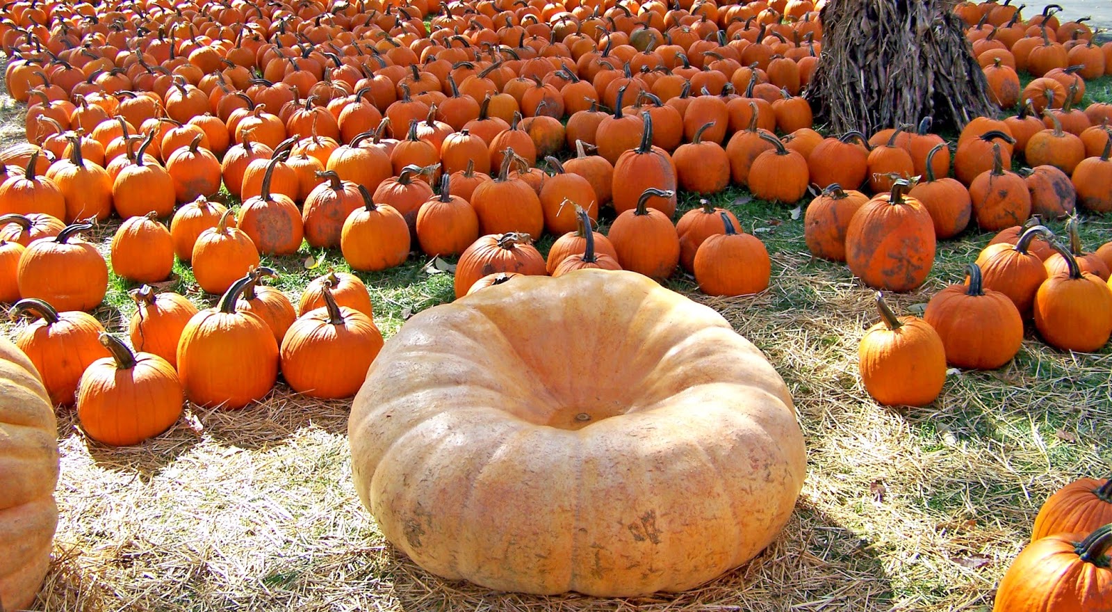 Squash Or Pumpkin: A Comprehensive Guide To Choosing The Perfect Gourd.